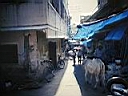 109_0950.JPG